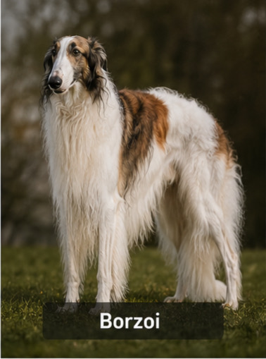 Borzoi