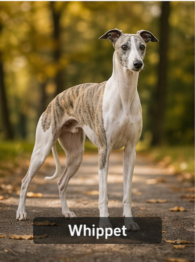 Whippet
